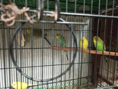 budgies for sale 03022355316