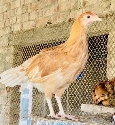 Golden Misri | Australorp |Desi| Chicks| Chuza|PATHI| Egg laying Hen