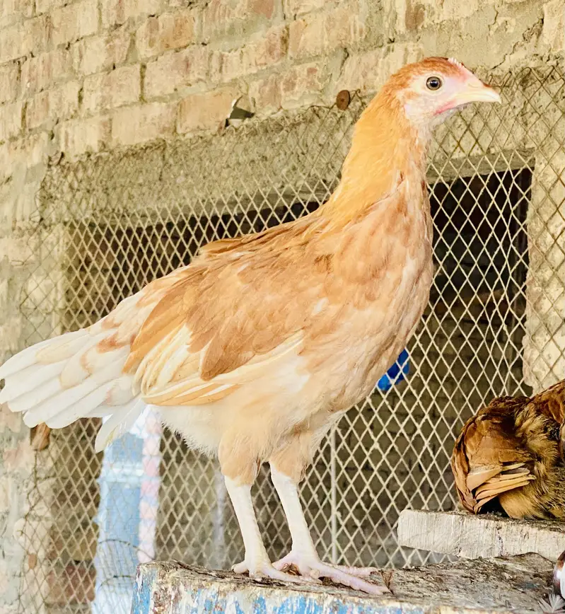 Golden Misri | Australorp |Desi| Chicks| Chuza|PATHI| Egg laying Hen — photo 2