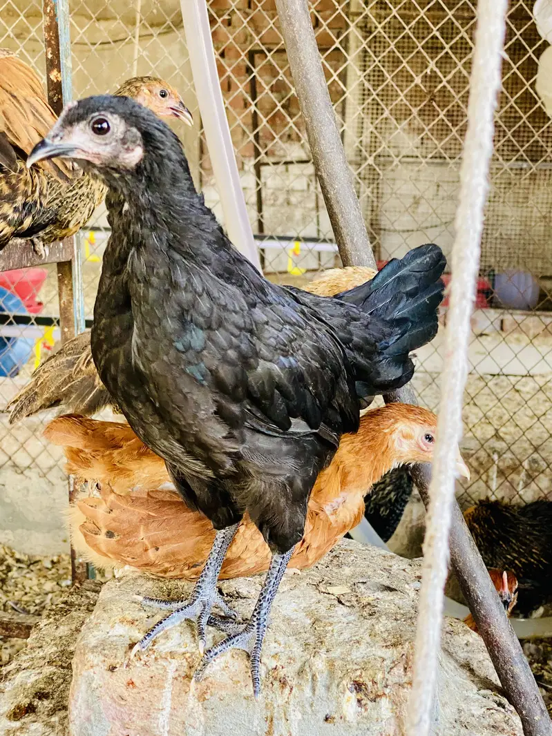 Golden Misri | Australorp |Desi| Chicks| Chuza|PATHI| Egg laying Hen — photo 5