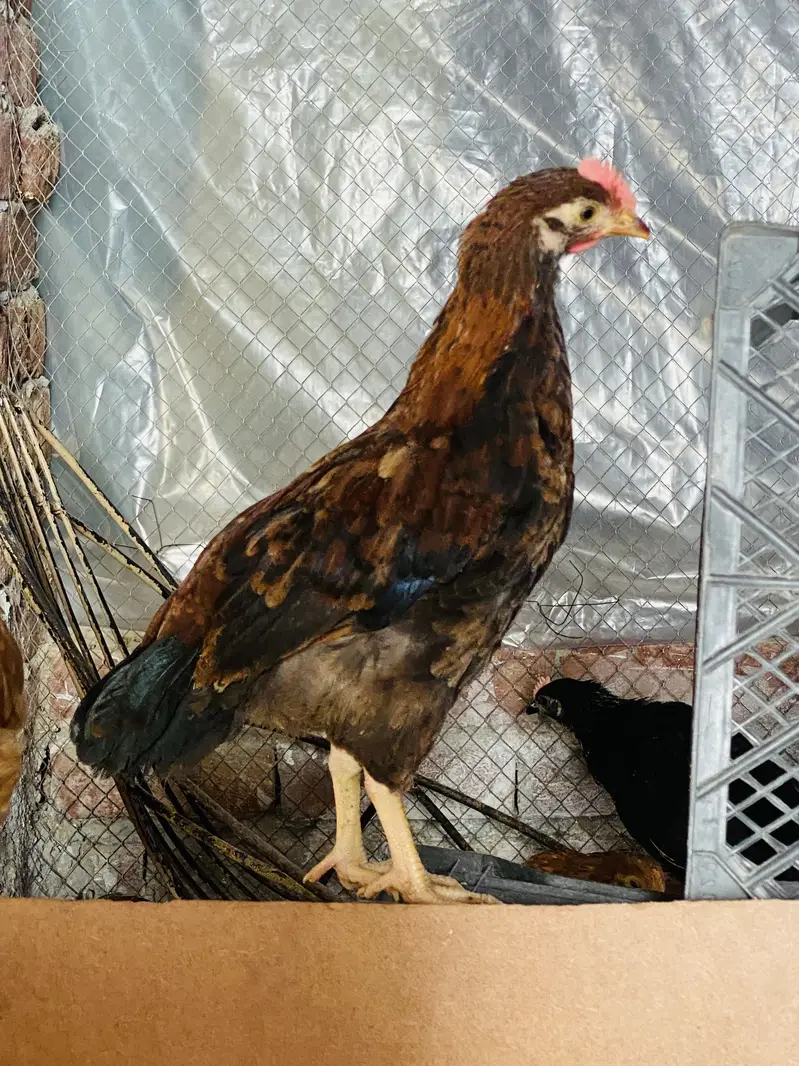 Golden Misri | Australorp |Desi| Chicks| Chuza|PATHI| Egg laying Hen — photo 6