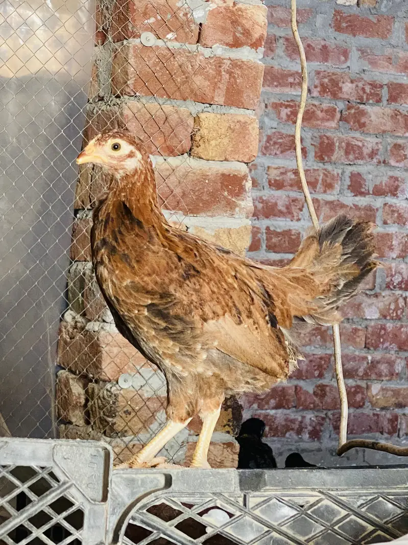 Golden Misri | Australorp |Desi| Chicks| Chuza|PATHI| Egg laying Hen — photo 7
