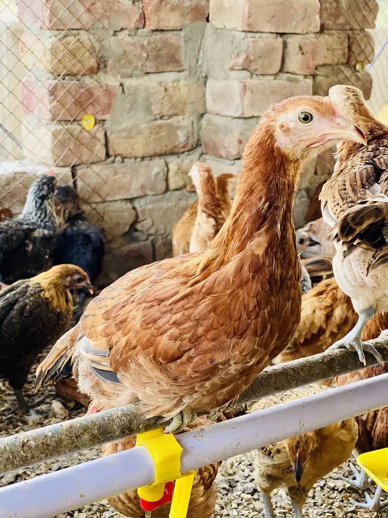 Golden Misri | Australorp |Desi| Chicks| Chuza|PATHI| Egg laying Hen — photo 8