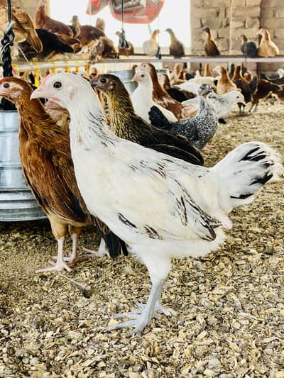 Golden Misri | Australorp |Desi| Chicks| Chuza|PATHI| Egg laying Hen