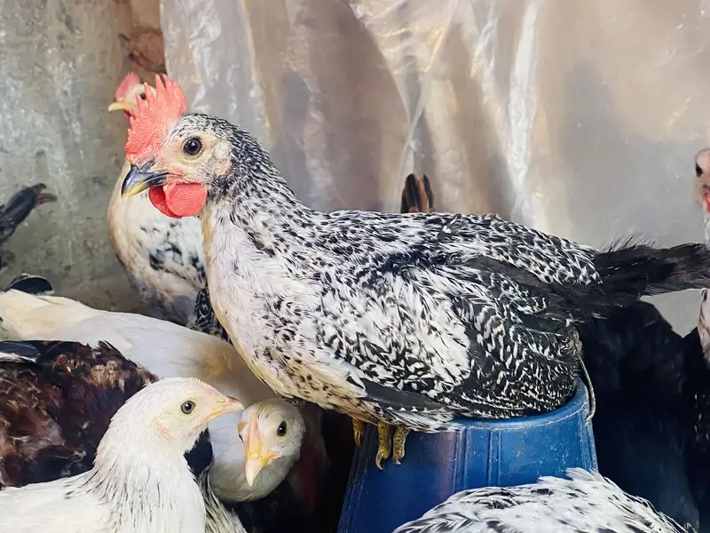 Golden Misri | Australorp |Desi| Chicks| Chuza|PATHI| Egg laying Hen — photo 9