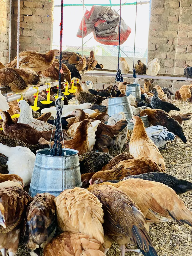 Golden Misri | Australorp |Desi| Chicks| Chuza|PATHI| Egg laying Hen — photo 10