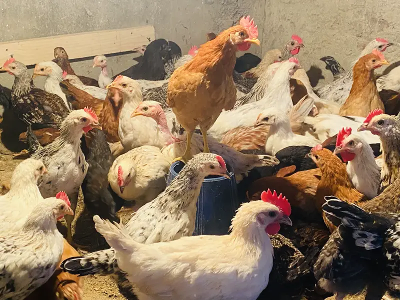 Golden Misri | Australorp |Desi| Chicks| Chuza|PATHI| Egg laying Hen — photo 11