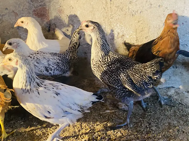 Golden Misri | Australorp |Desi| Chicks| Chuza|PATHI| Egg laying Hen — photo 3