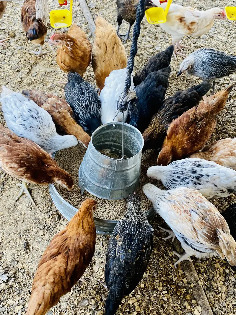 Golden Misri | Australorp |Desi| Chicks| Chuza|PATHI| Egg laying Hen — photo 12