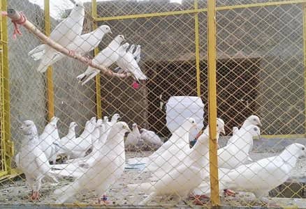 Beautiful Pure Breed Pigeons For Sale