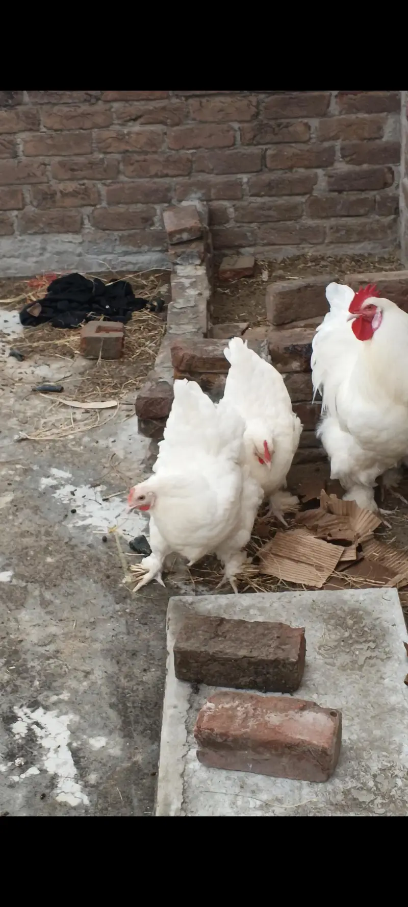 100 PERCENT FERTILE EGGS | WHITE HEAVY BUFF |
