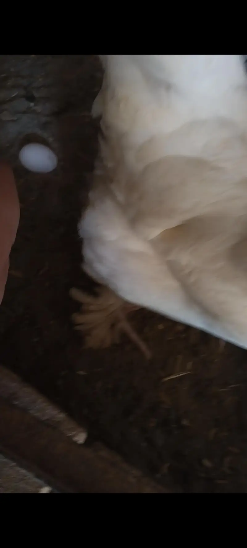 100 PERCENT FERTILE EGGS | WHITE HEAVY BUFF | — photo 2