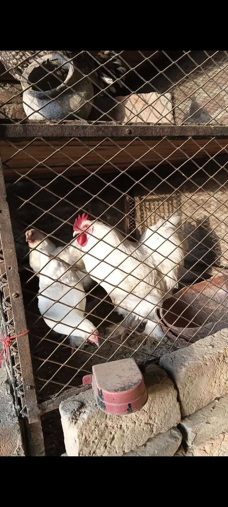 100 PERCENT FERTILE EGGS | WHITE HEAVY BUFF | — photo 3