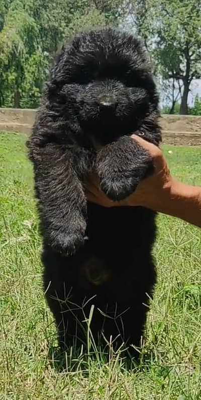 German Shepherd long coat puppies black German shepher quality public