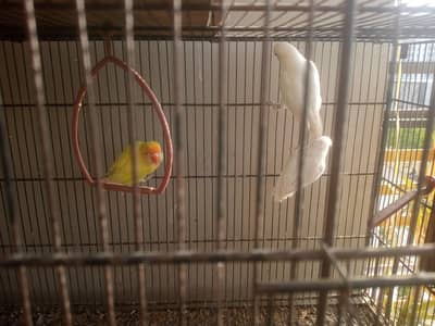 Red eyes albino personata