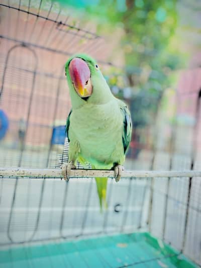 Parrot