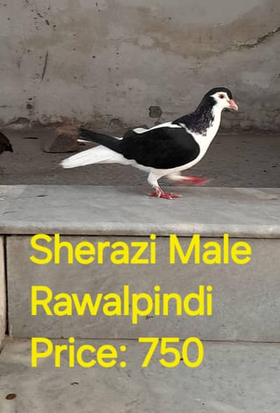 Sherazi Breeder Male Urgent Sale