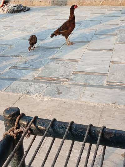 aseel murgi +1 chick