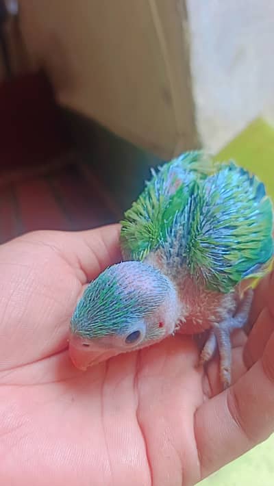 Green talking parrot with 30 days age