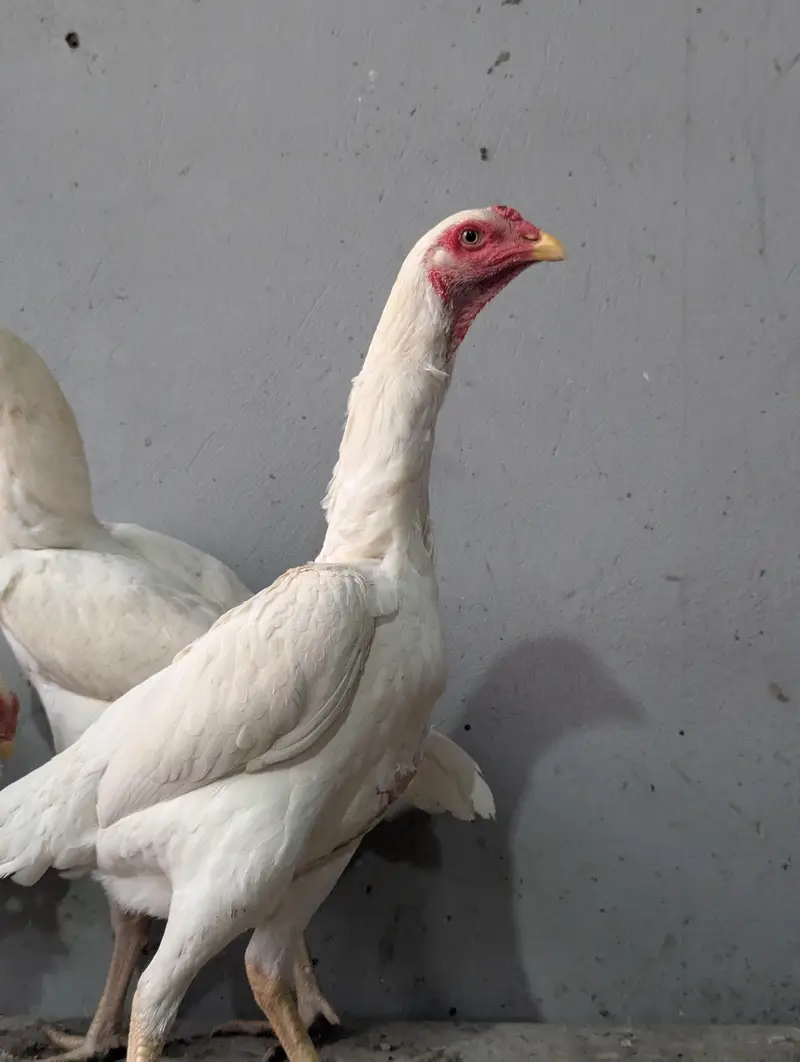 white O Shamo — photo 2