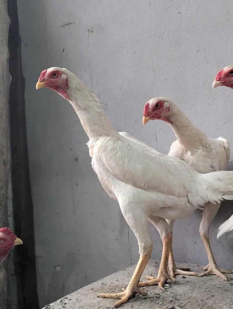white O Shamo — photo 4