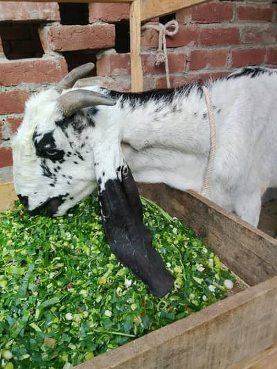 Dasi bakri for sale dood dy Rahi h 1 kg 03295534870
