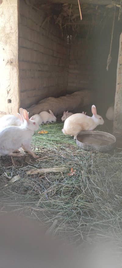 male female  urgent sale