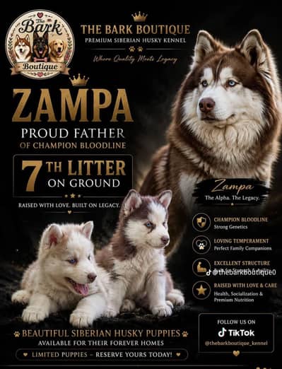 Siberian husky puppies available