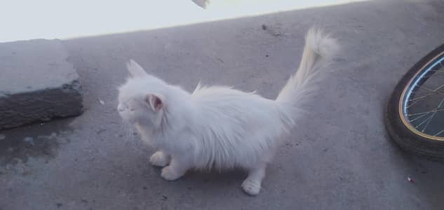 Persian cat