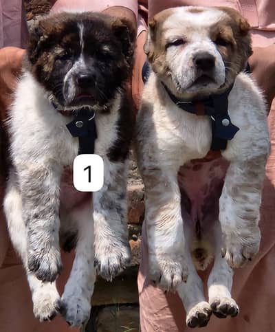 Afghan Kuchi dog | puupy | Afghan Kuchi pair for sale