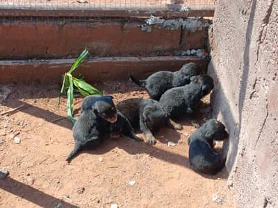 Rott weiler. Puppies For Urgent Sale