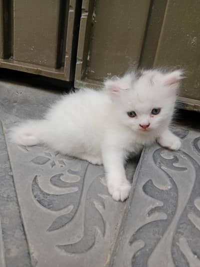 Persian