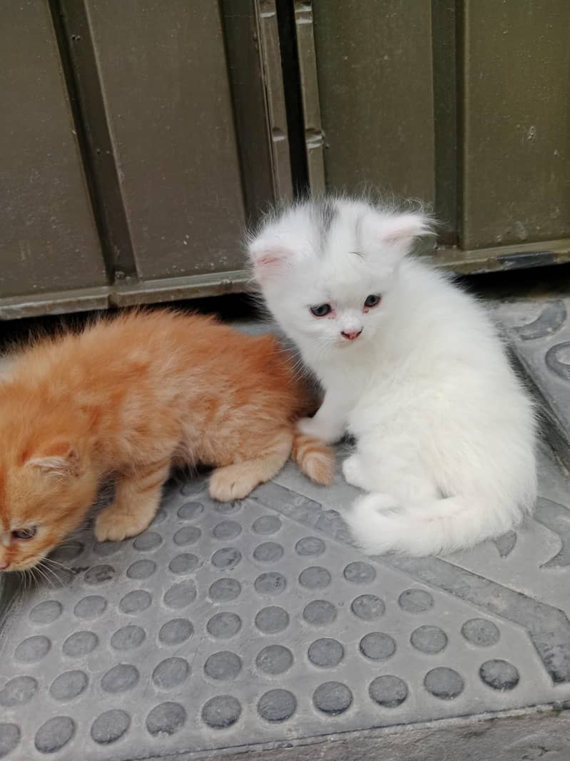 Persian 1