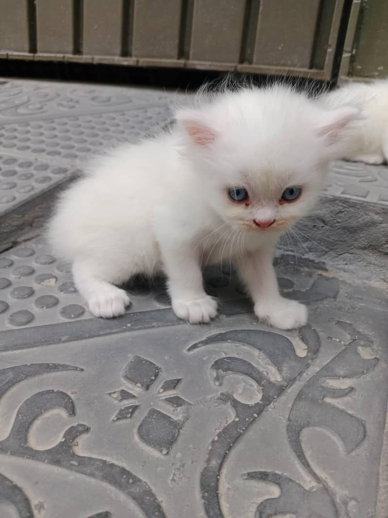 Persian 2