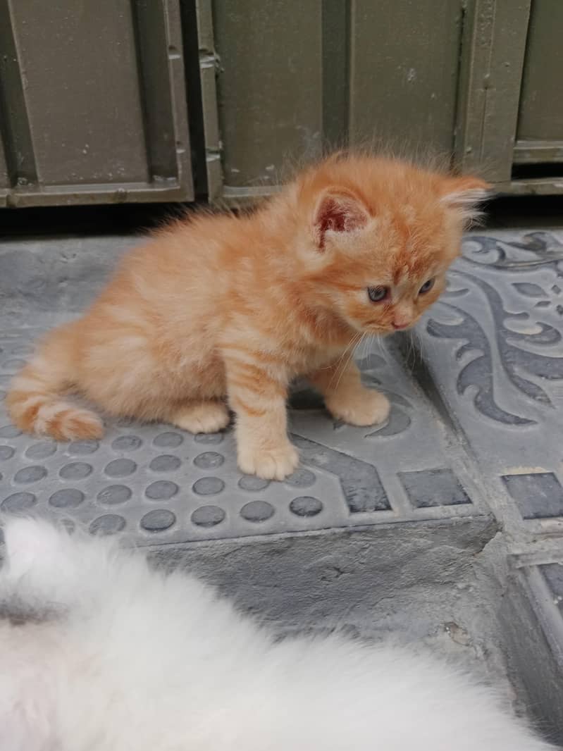 Persian 3