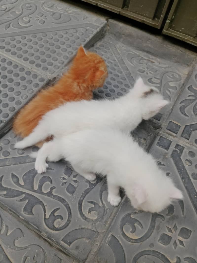 Persian 5