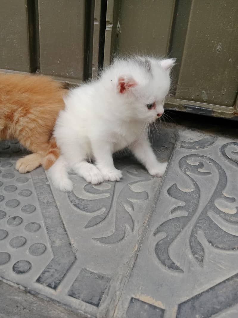 Persian 6