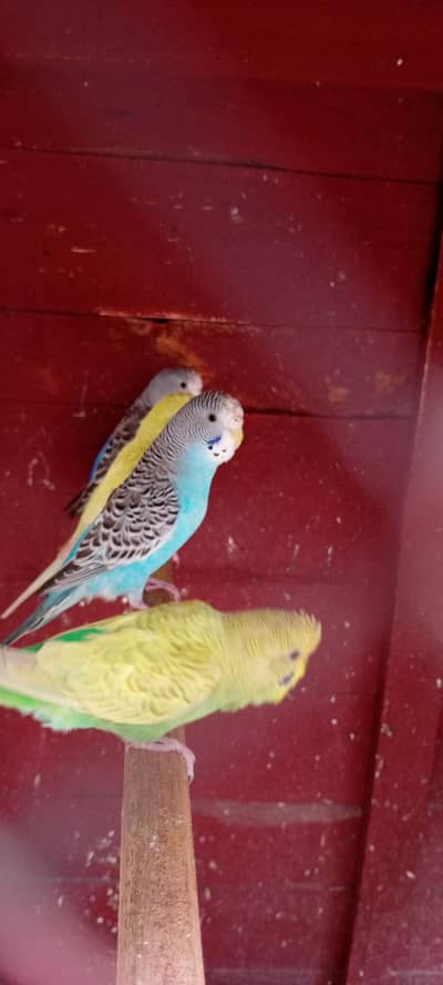 Australian parrots for sale healthy and active