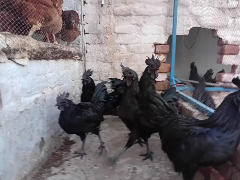 Ayyam Cemani — photo 2