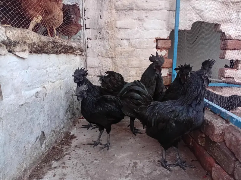 Ayyam Cemani — photo 3