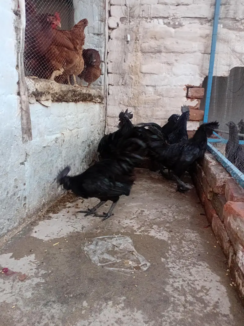 Ayyam Cemani — photo 4