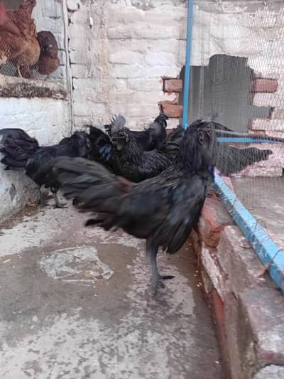 Ayyam Cemani