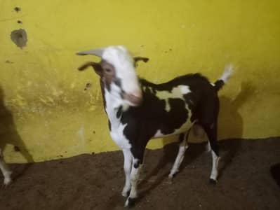 Taddy male sale lal chaambab