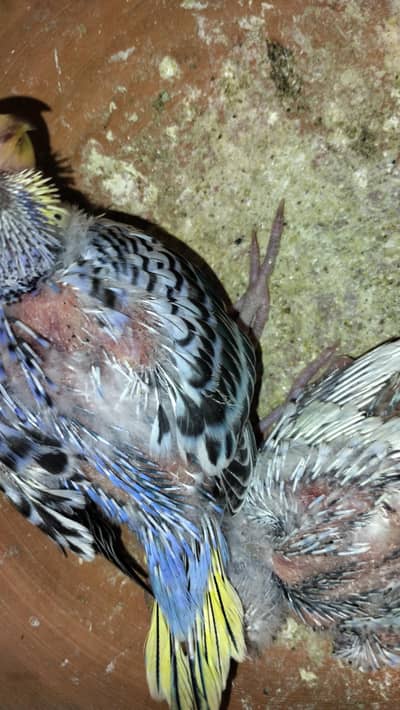 Budgies chicks for hand taming