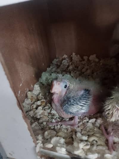 cockatiel chicks for handtame purpose