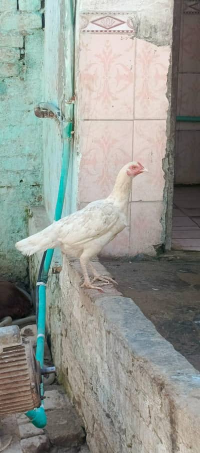 pure hera madi - dimond murgi for urgent sale - pure