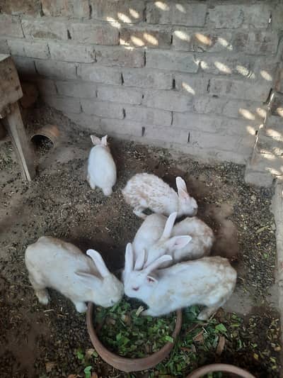 rabbit