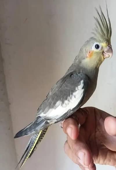 cocktail parrot babies urgent sale
