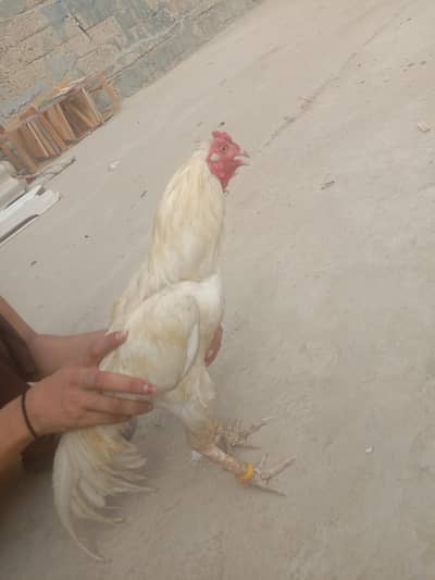 aseel heera murga urjent sale