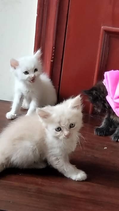 Persian kittens